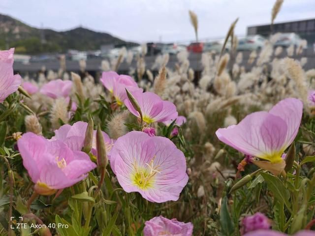 轻变传奇哪种辅助好